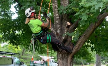 Tree Services