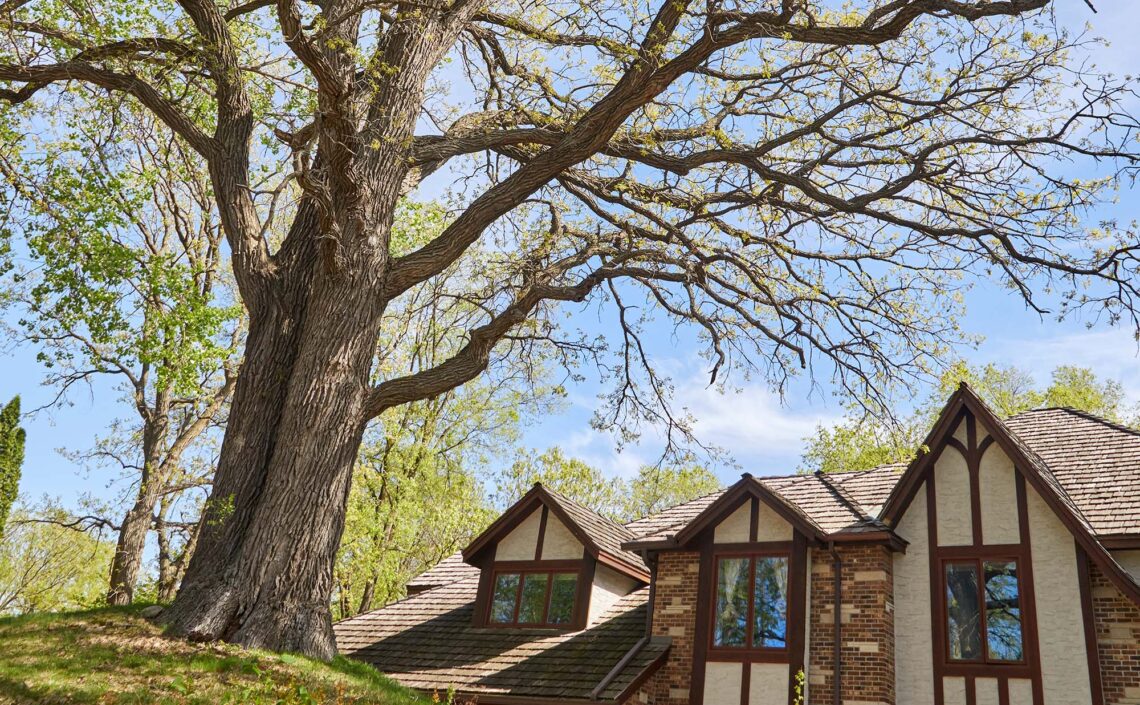 Large Tree with house in the background